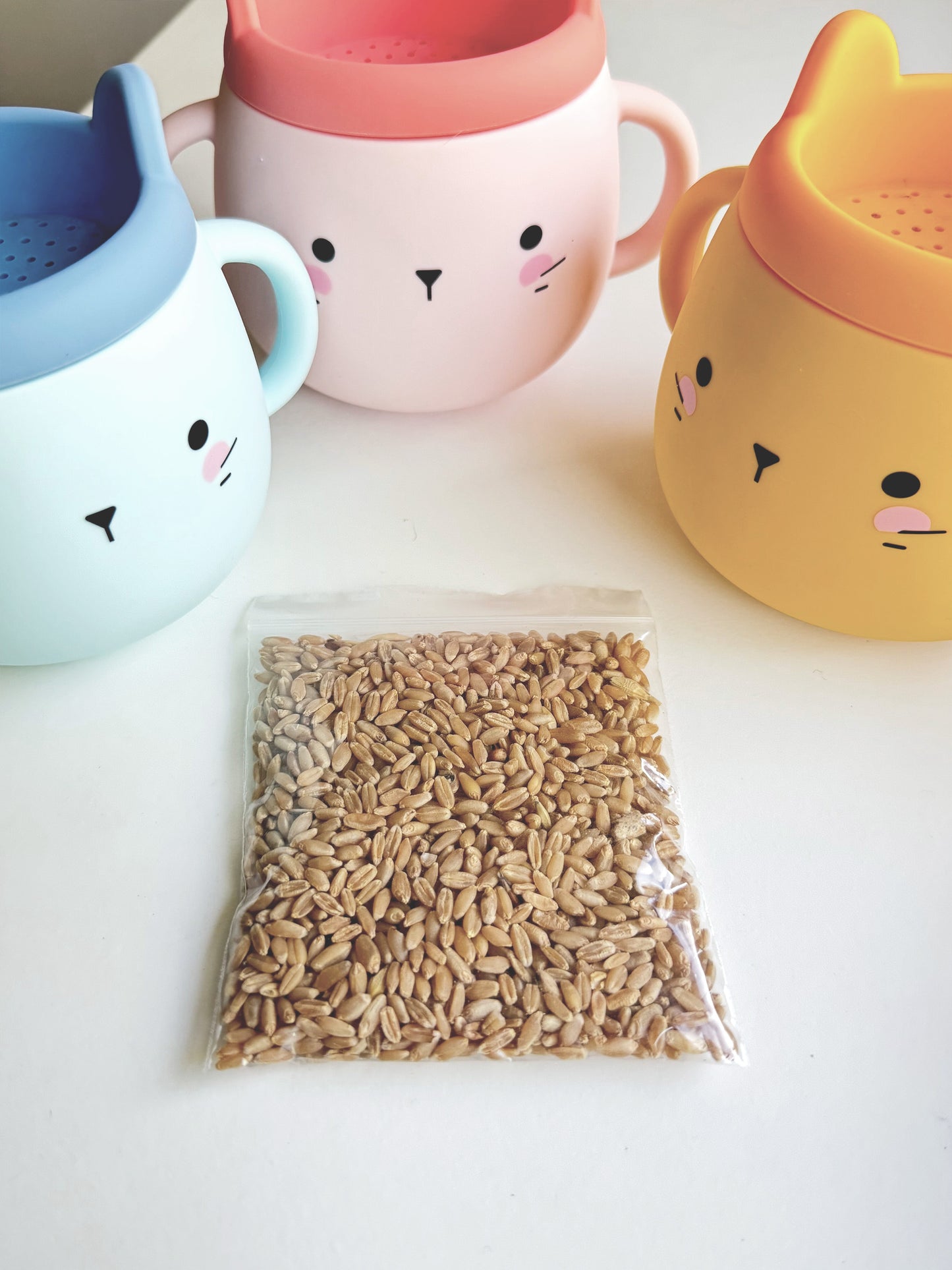 Premium Cat Grass Seed Refill – Hydroponic, Soil-Free & Digestive Aid