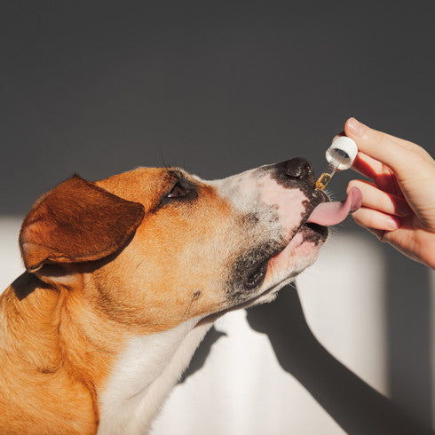 Raw Hemp Seed Oil for Dogs – 100% Pure Cold-Pressed Australian Supplement