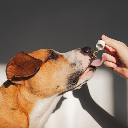 Raw Hemp Seed Oil for Dogs – 100% Pure Cold-Pressed Australian Supplement